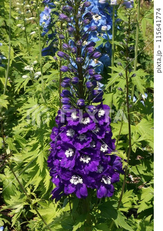 デルフィニウムの花 115641774