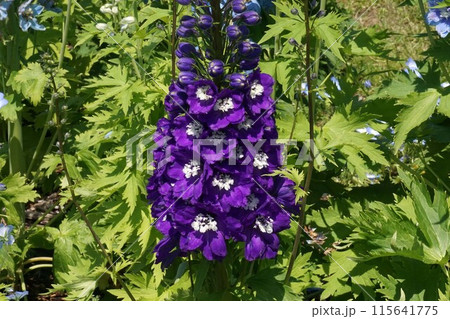 デルフィニウムの花 115641775