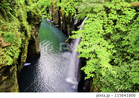 新緑に染まる真名井の滝 新緑に染まる真名井の滝 115641800