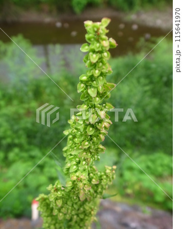 ギシギシ ギシギシ 115641970