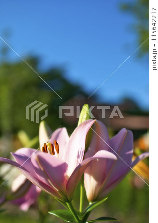 蜻蛉池公園のユリロード 115642217