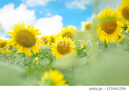 夏の日のひまわり 夏の日のひまわり 115642284