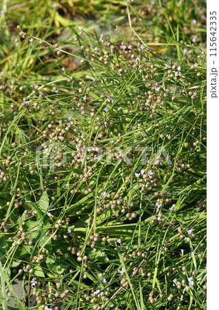 ニワゼキショウの実 ニワゼキショウの実 115642335