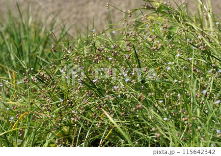 ニワゼキショウの実 ニワゼキショウの実 115642342