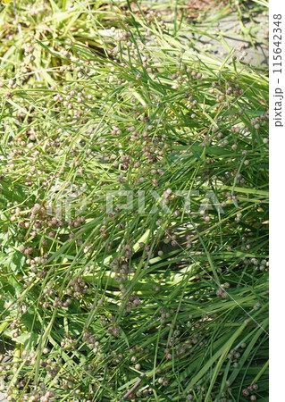 ニワゼキショウの実 115642348