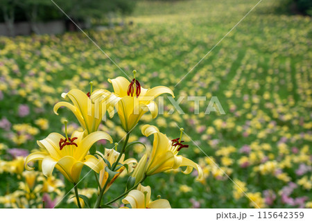 静岡県袋井市　一面に咲いた可睡斎のゆり園 115642359