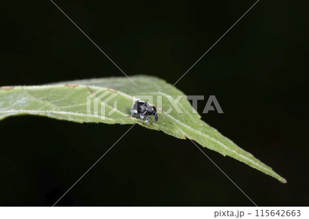 タバゲササラゾウムシ 115642663