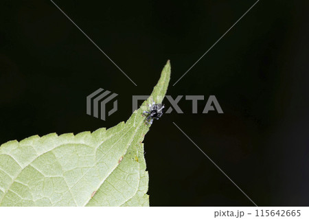 タバゲササラゾウムシ 115642665