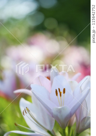 蜻蛉池公園のユリロード 蜻蛉池公園のユリロード 115642752