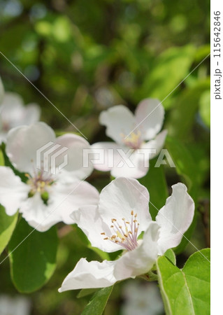 マルメロの白い花 115642846