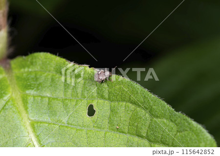マダラアラゲサルハムシ マダラアラゲサルハムシ 115642852