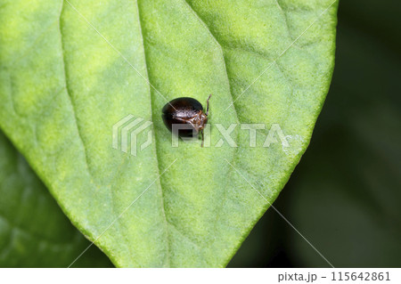 マルウンカ マルウンカ 115642861