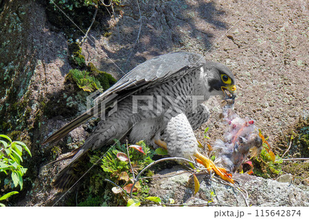 崖の端で食事をするハヤブサ成鳥 崖の端で食事をするハヤブサ成鳥 115642874