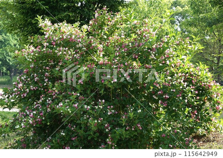 ハコネウツギの花 ハコネウツギの花 115642949