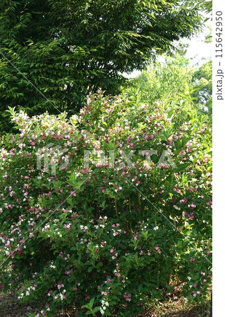 ハコネウツギの花 ハコネウツギの花 115642950