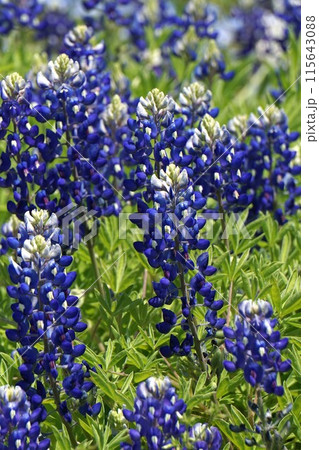 ブルーボネットの花 ブルーボネットの花 115643088