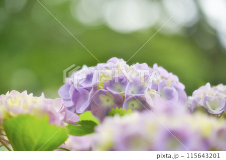 蜻蛉池公園あじさい園の紫陽花 115643201