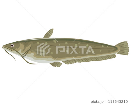 ナマズのイラスト素材 [115643210] - PIXTA