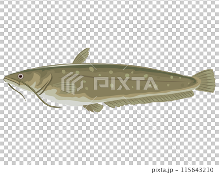 ナマズ ナマズ 115643210