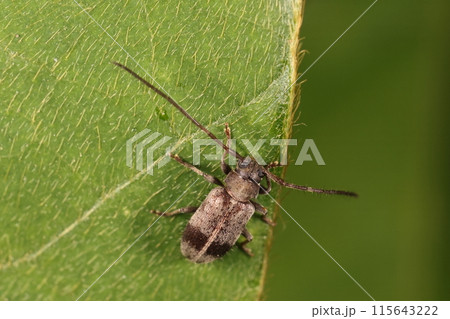 生き物 昆虫 ガロアケシカミキリ、ガロアはフランスの外交官の名前。日本各地で昆虫採集されたようです 生き物 昆虫 ガロアケシカミキリ、ガロアはフランスの外交官の名前。日本各地で昆虫採集されたようです 115643222