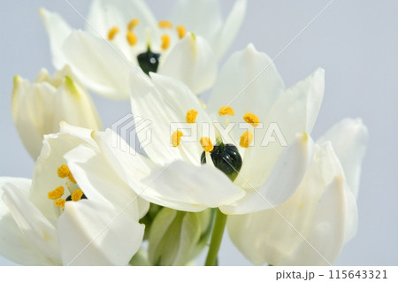 オーニソガラムの白い花 115643321