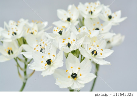 オーニソガラムの白い花 オーニソガラムの白い花 115643328