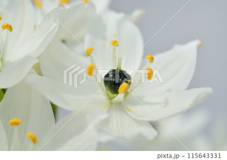 オーニソガラムの白い花 オーニソガラムの白い花 115643331