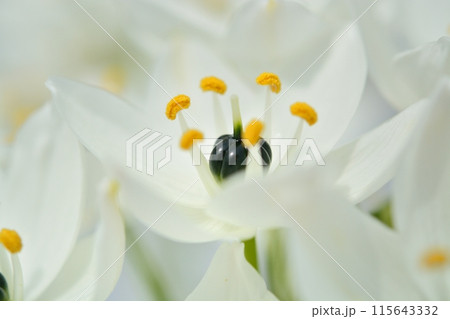 オーニソガラムの白い花 オーニソガラムの白い花 115643332