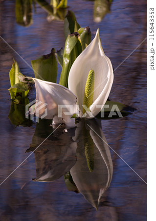 白い水芭蕉 白い水芭蕉 115643358