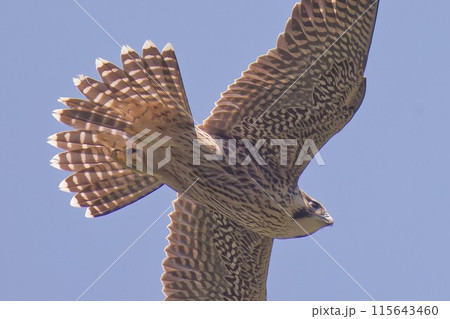 巣立ちして青空を飛ぶハヤブサ幼鳥 巣立ちして青空を飛ぶハヤブサ幼鳥 115643460