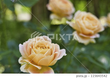 ローズガーデンのバラの花 ローズガーデンのバラの花 115643542