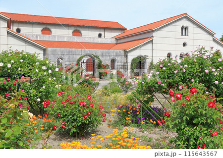 安曇野市豊科近代美術館のバラ 115643567