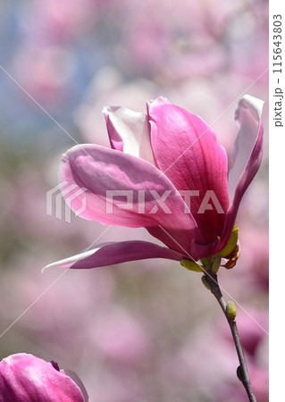 錦木蓮の花(ニシキモクレン) 錦木蓮の花(ニシキモクレン) 115643803