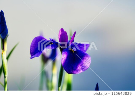 光輝く花菖蒲 115643829