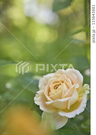 ローズガーデンのバラの花 115643881