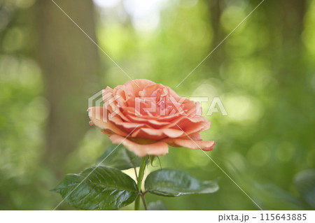 ローズガーデンのバラの花 115643885