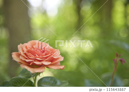 ローズガーデンのバラの花 115643887