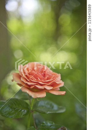 ローズガーデンのバラの花 ローズガーデンのバラの花 115643889