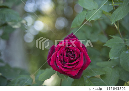 ローズガーデンのバラの花 115643891