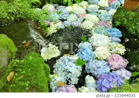 鎌倉,長谷寺の卍池のカラフルな紫陽花 115644035