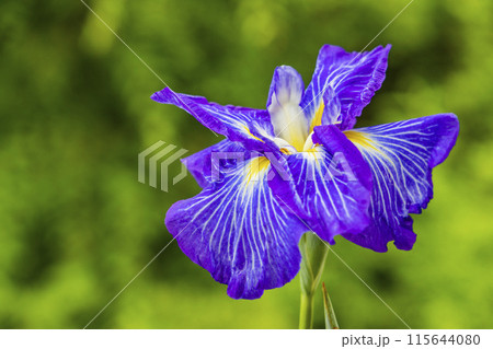 あやめ園　あやめ園 115644080