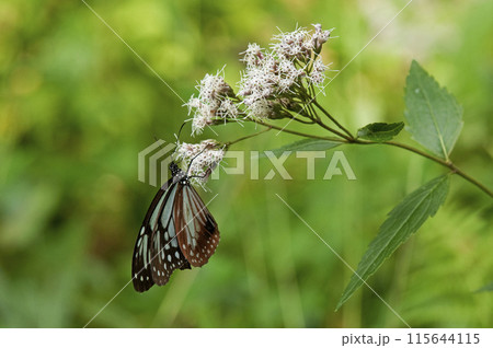 フジバカマにとまるアサギマダラ 115644115