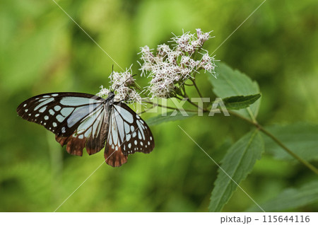 フジバカマにとまるアサギマダラ 115644116