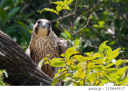 ひょっこり顔を出すハヤブサ幼鳥 115644317
