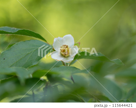 糸状に伸びた花托が輝くスモークツリー 115644421