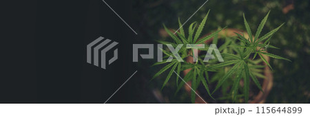 Banner Green weed Marijuana tree cannabis plant narcotic herbal in CBC greenhouse. Panorama Hemp leaf made cannabis crude oil medicine farm. CBC, THC herb agriculture Weed leaf Drug with copy space Banner Green weed Marijuana tree cannabis plant narcotic herbal in CBC greenhouse. Panorama Hemp leaf made cannabis crude oil medicine farm. CBC, THC herb agriculture Weed leaf Drug with copy space 115644899