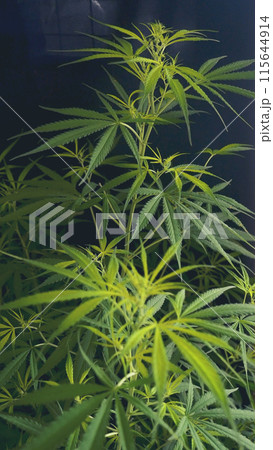 Vertical Green weed Marijuana tree cannabis plant narcotic herbal in CBC greenhouse. Hemp leaf made cannabis crude oil medicine farm. CBC, THC herb agriculture Weed leaf Drug. Sustainability concept 115644914
