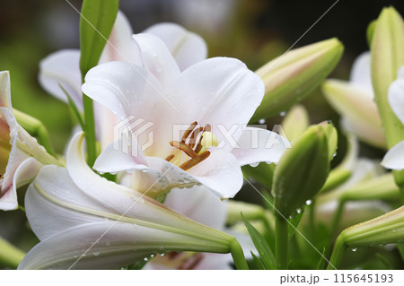 沢山のユリの花が咲いた 115645193