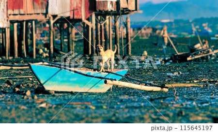 フィリピンの漁師の船サカヤンを守る犬と漁師の家の写真素材