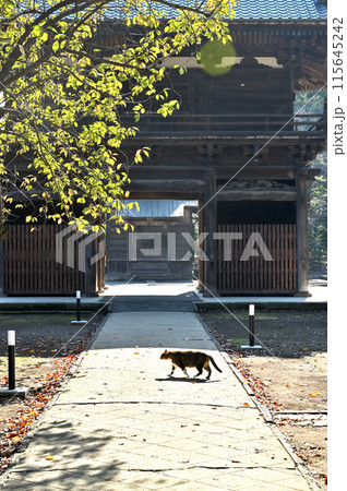 中山道鴻巣宿散歩:浄土宗 勝願寺 参道と仁王門 中山道鴻巣宿散歩:浄土宗 勝願寺 参道と仁王門 115645242